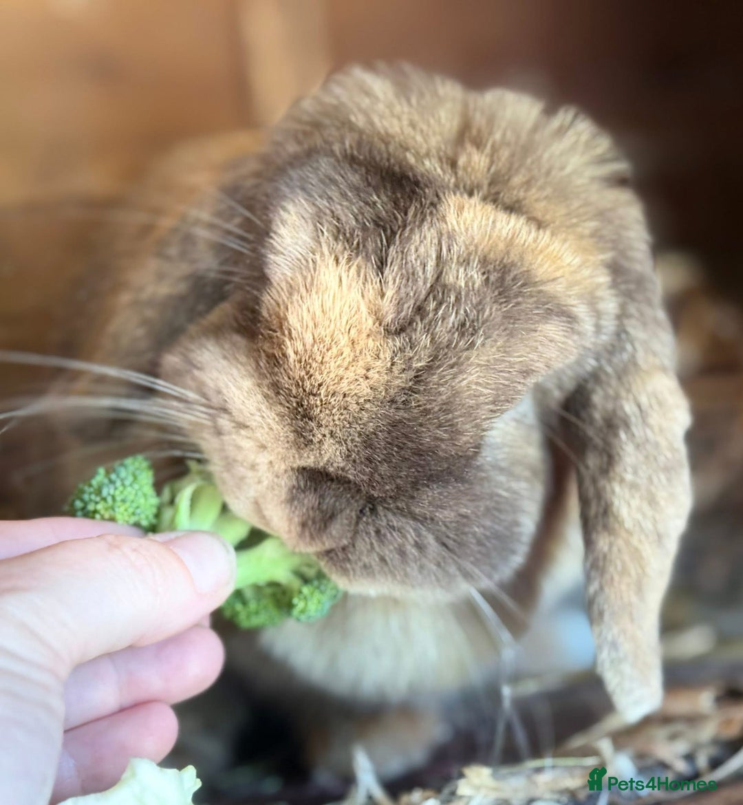 Mini Lop rabbits for sale: Chocolate Harli mini lop doe - Advert 2