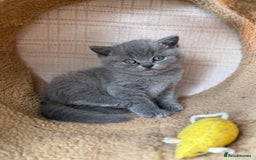 British Shorthair cats for sale: BRITISH BLUE PEDIGREE SHORTHAIR KITTENS - Image 3
