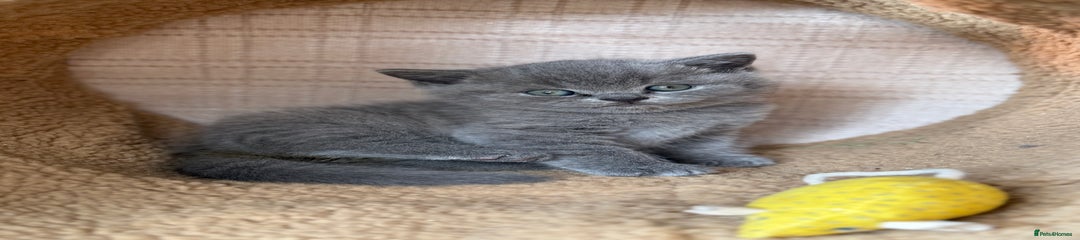 British Shorthair Kitten 2