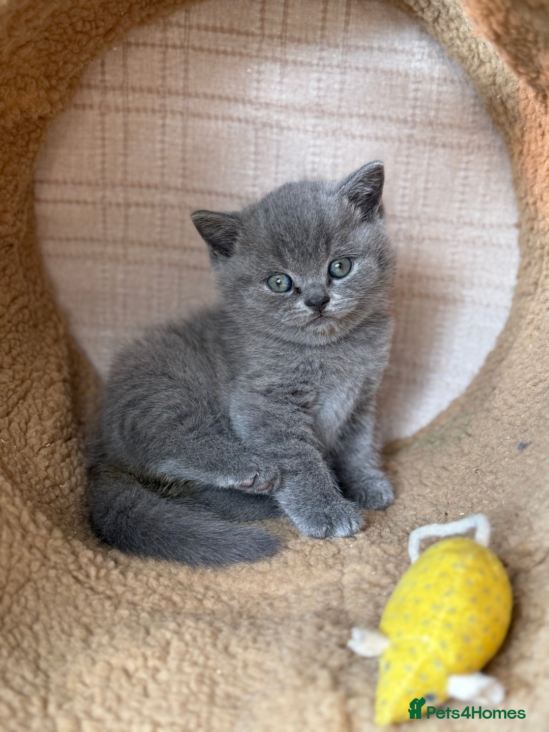 British Shorthair cats for sale: BRITISH BLUE PEDIGREE SHORTHAIR KITTENS - Image 3
