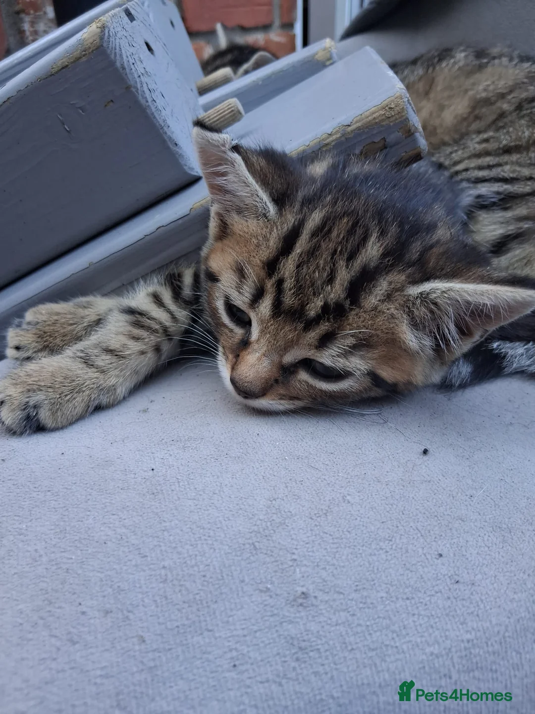 Mixed Breed cats for sale: 1 male kitten £30  - Advert 4