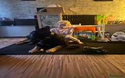 Mixed Breed dogs for sale: Selling my German x Dutch shepherd  - Image 5