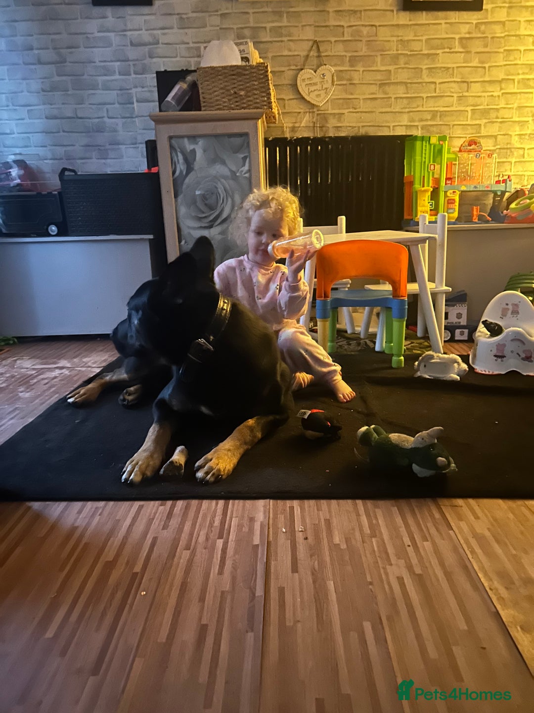Mixed Breed dogs for sale: Selling my German x Dutch shepherd  - Image 5