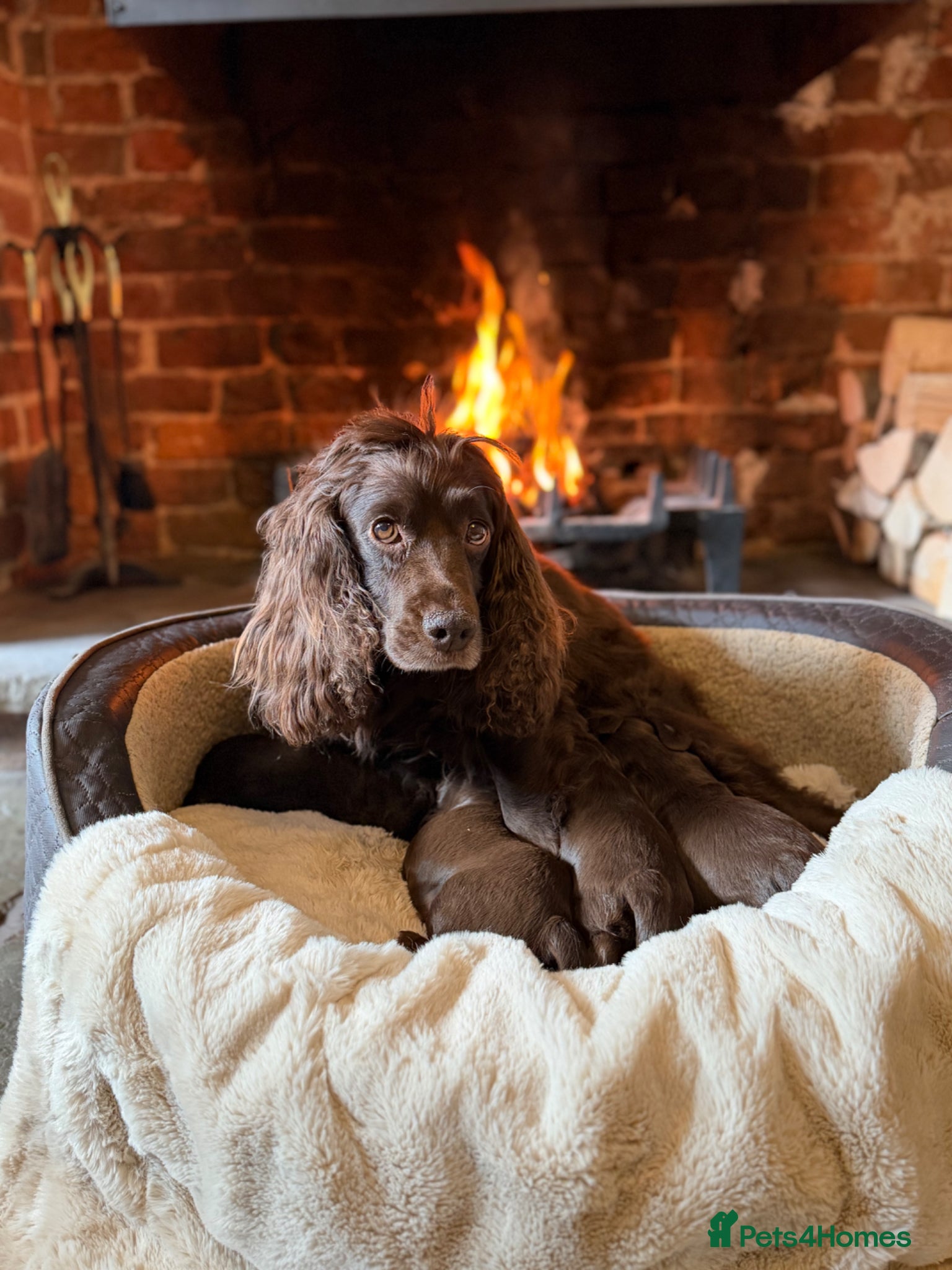 Cocker Spaniel dogs Stunning chocolate Kc Cocker Spaniel puppies - Advert 1