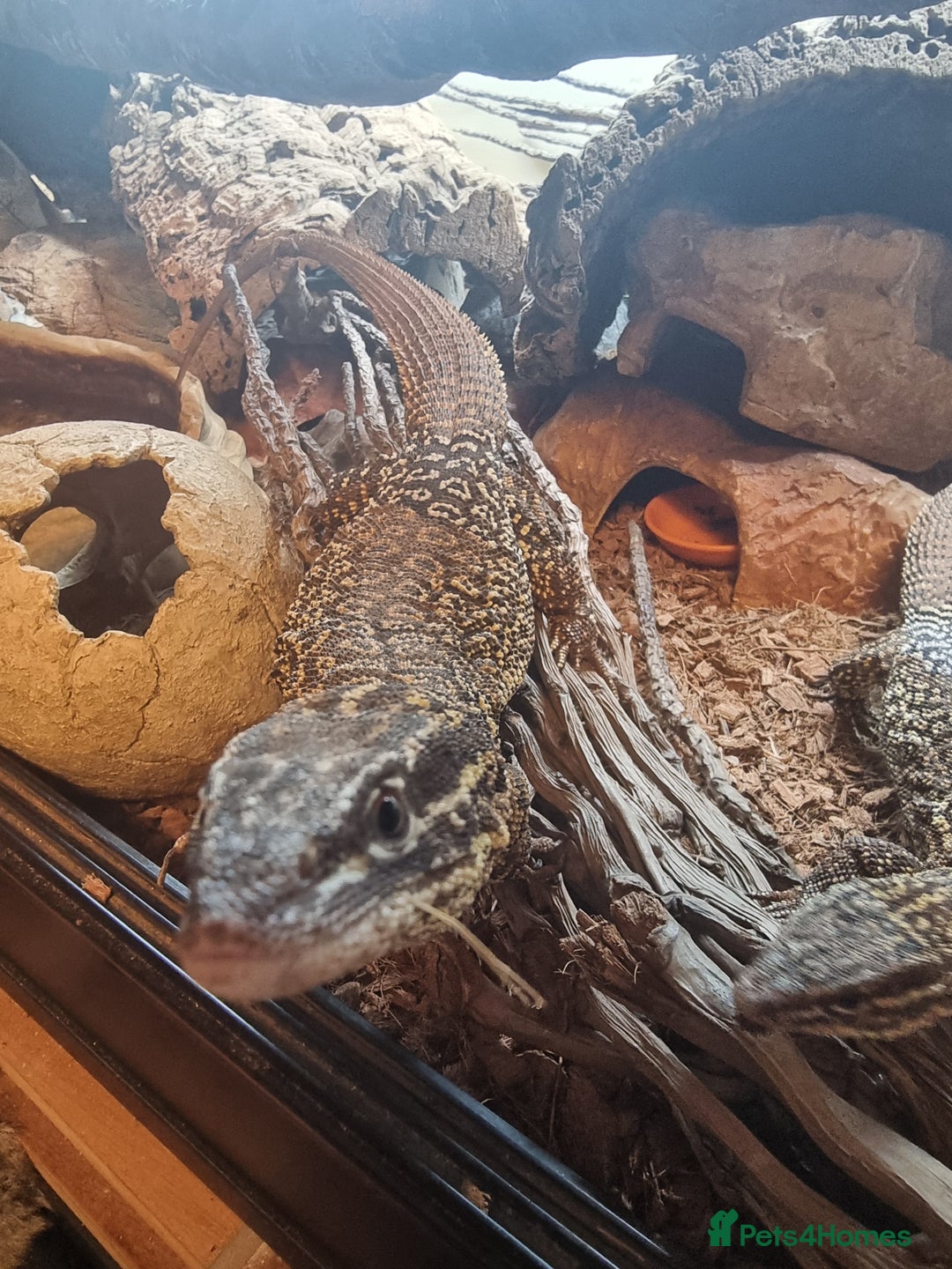 Monitor reptiles for sale: Two yellow ring spiny tailed ackies, and vivarium - Advert 7
