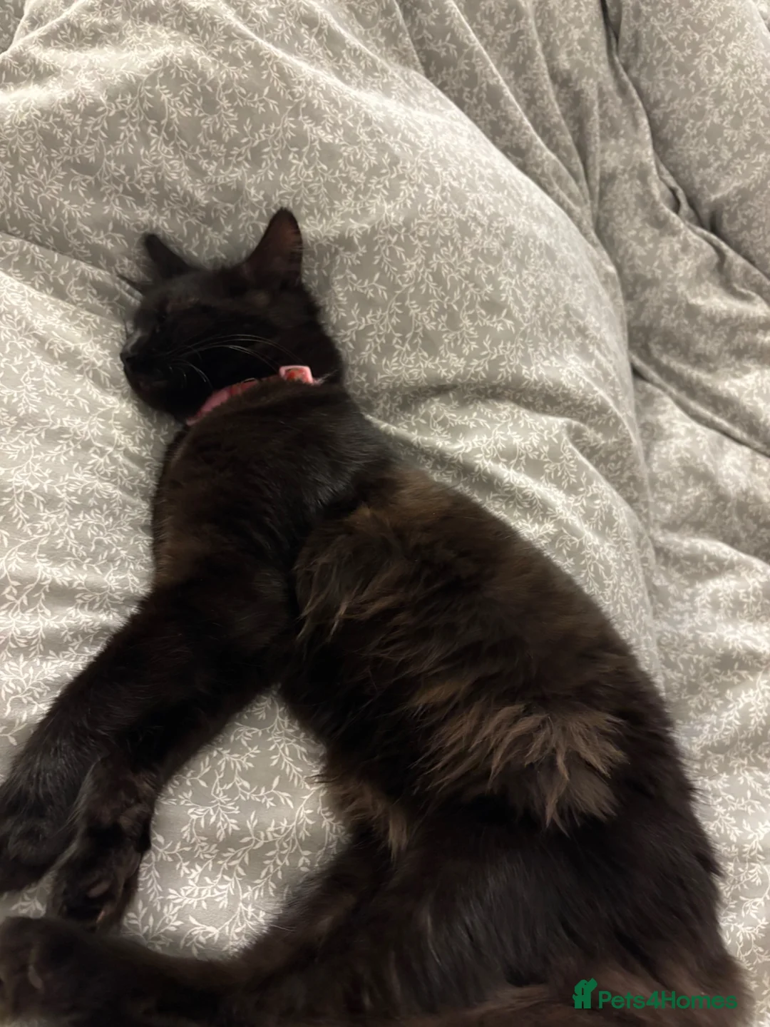 Mixed Breed cats for sale: Rehoming our girl Bella  in Blackwood - Advert 1