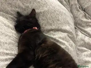 Mixed Breed cats Rehoming our girl Bella - Advert 4