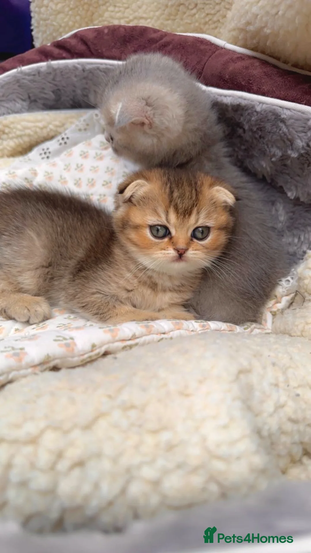 Scottish Fold cats for sale: Beautiful Scottish Fold Kittens: Golden and Blue - Advert 10