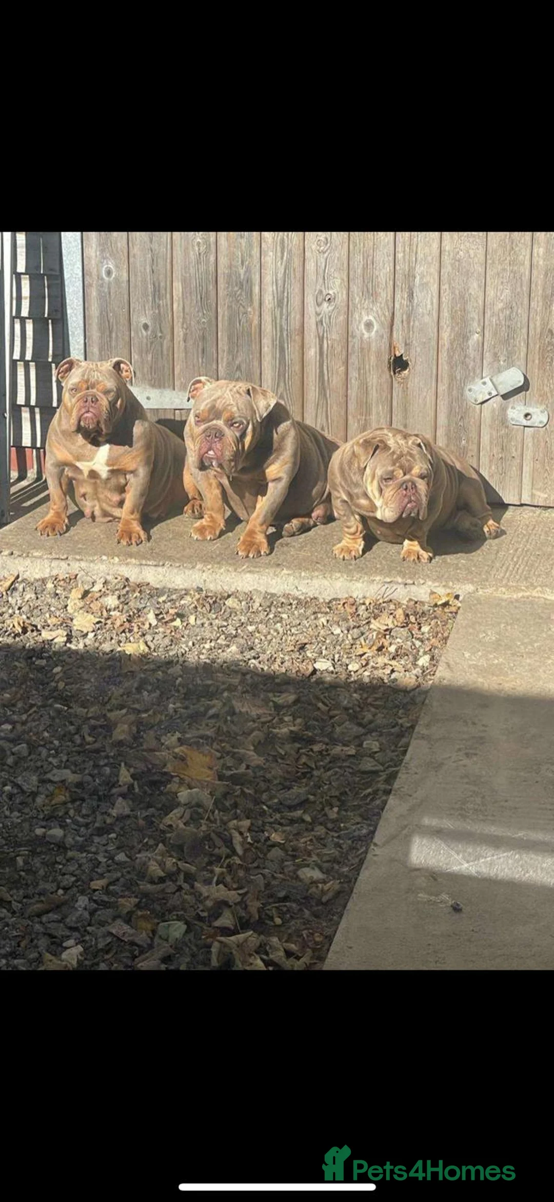 English Bulldog dogs for sale: Female English bulldog  - Advert 2