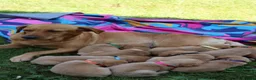 Labrador Retriever dogs for sale: Red lab pups - Advert 8