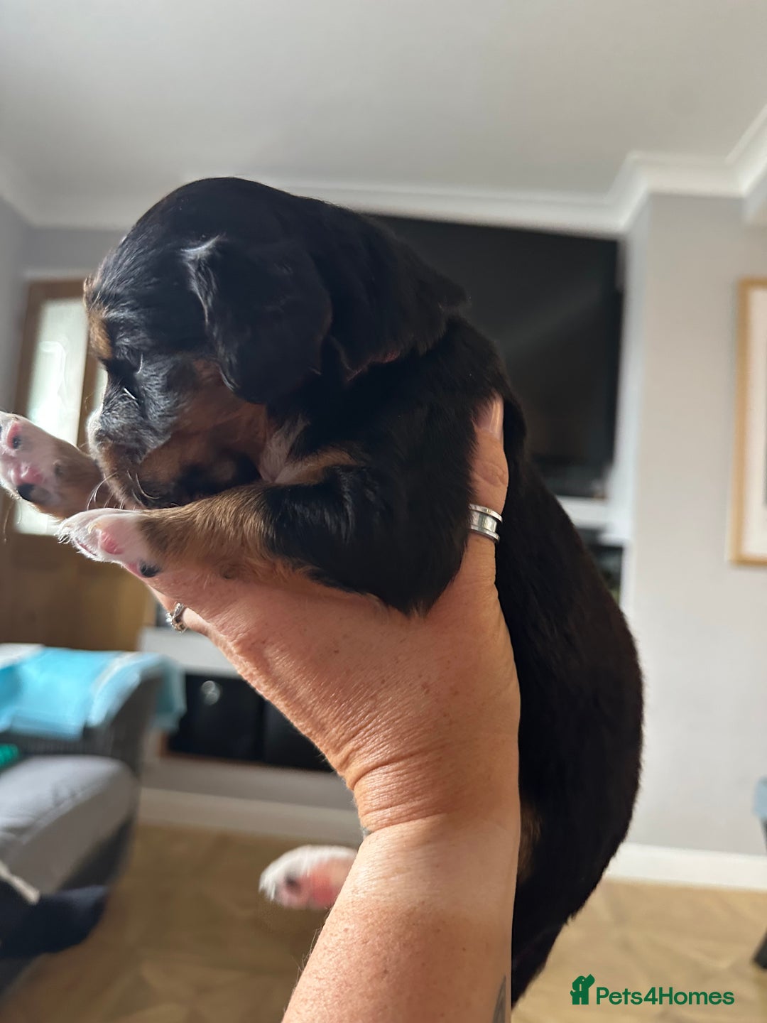 Mixed Breed dogs for sale: Border doodle - Image 26