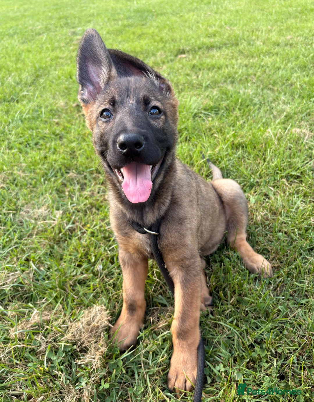 Mixed Breed dogs for sale: 1 boy and 1 girl remaining from the litter - Advert 2