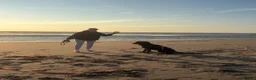 Cane Corso dogs for stud: Cane corso for stud  - Advert 6