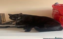 European cats for sale: Beautiful Adult Cat Looking for a Loving Home - Image 1