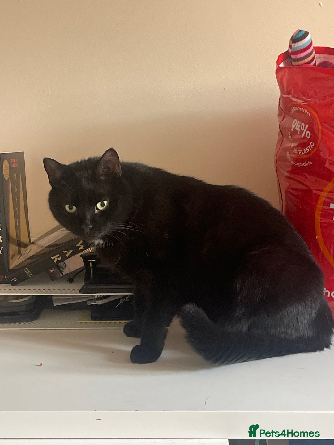 European cats for sale: Beautiful Adult Cat Looking for a Loving Home - Image 1