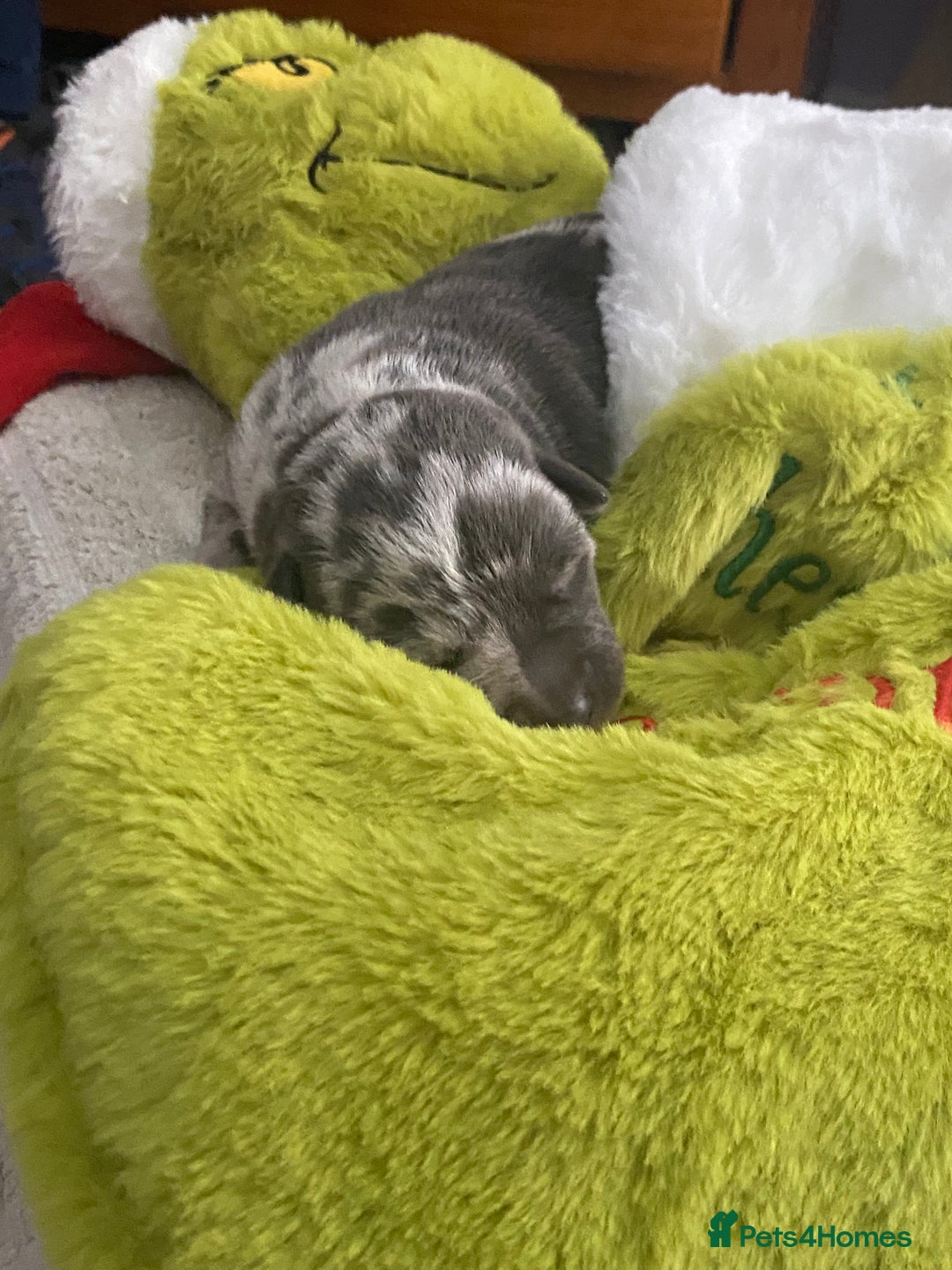 Mixed Breed dogs for sale: Can shepards - Advert 19