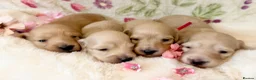 Miniature Dachshund dogs for sale: Cream long haired miniature dachshund puppies  - Advert 7