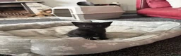 Bombay cats for sale: Beautiful Bombay x BSH Tuxedo Kittens - Advert 6