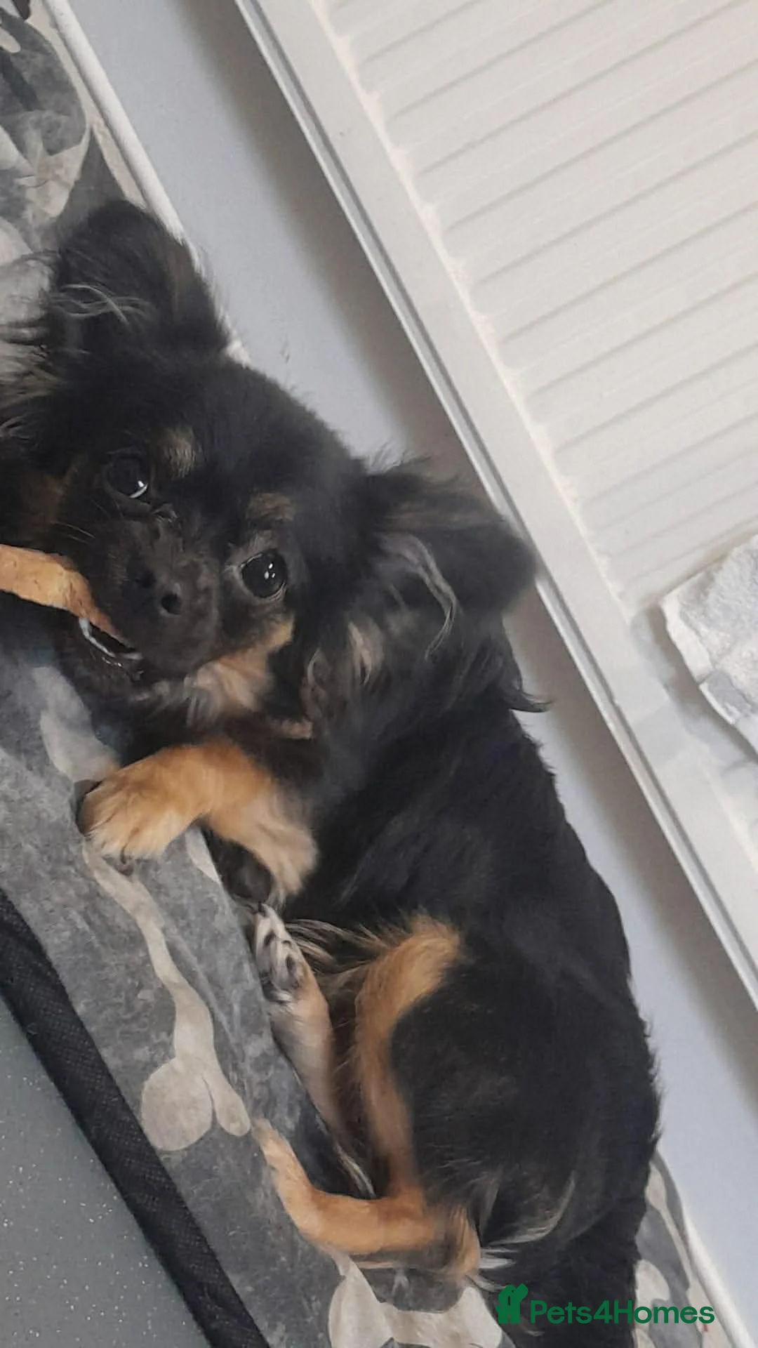 Mixed Breed dogs for sale: Female Frenchie x Chihuahua  - Advert 2