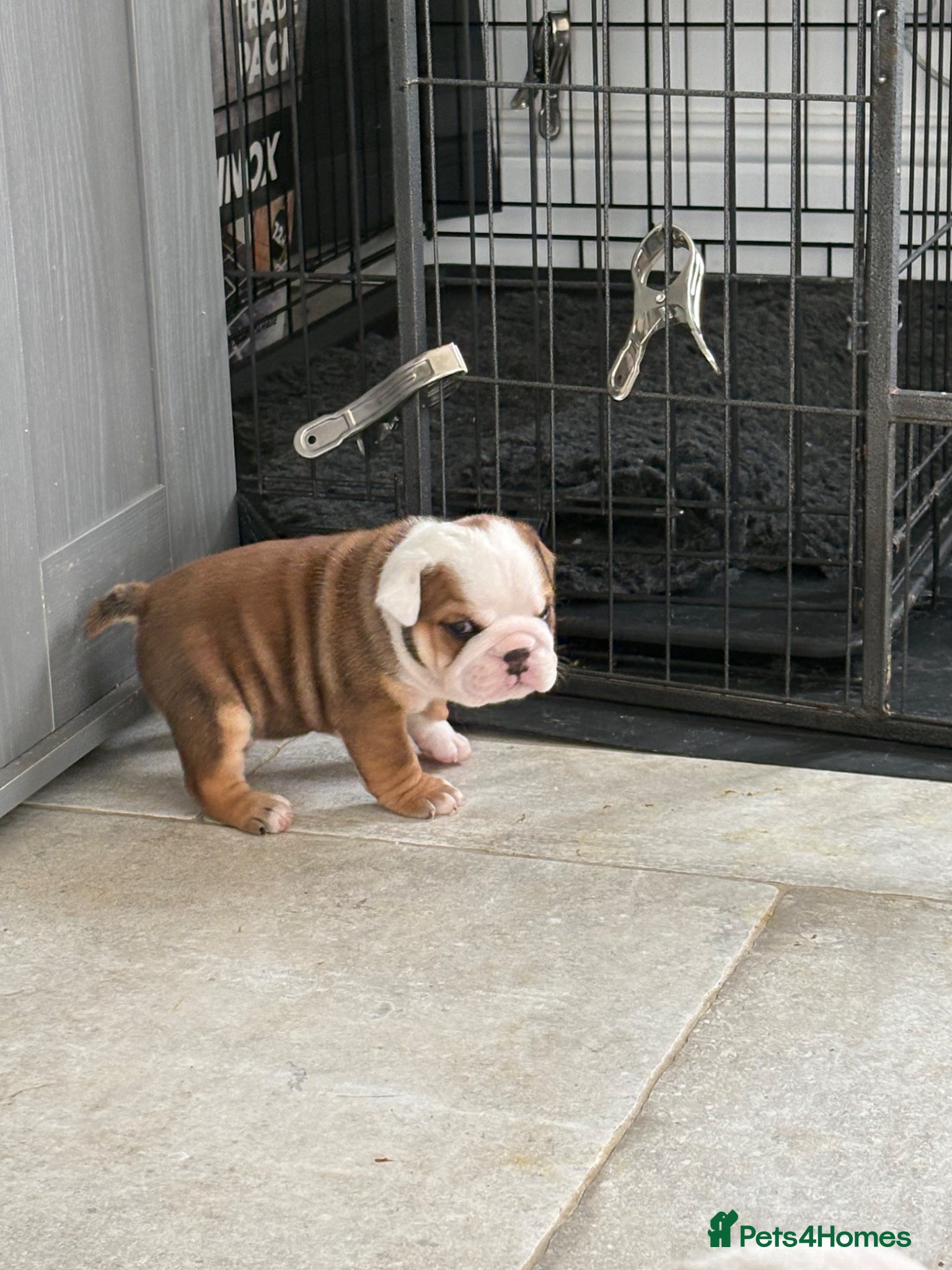 English Bulldog dogs for sale: 🐾KC reg Red & White English Bulldog 🐶 - Advert 35