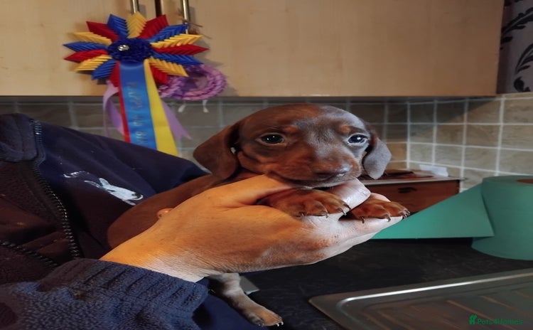 Miniature Dachshund dogs - Advert 10