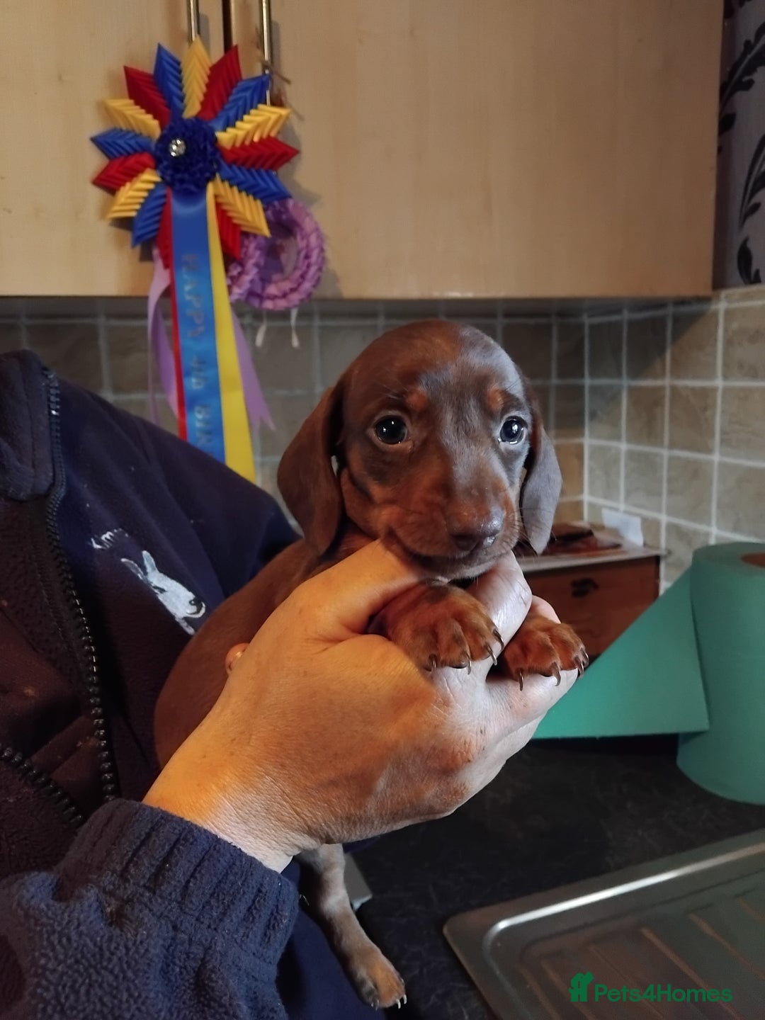 Miniature Dachshund dogs for sale: Kc registered miniature dashchund  - Image 1