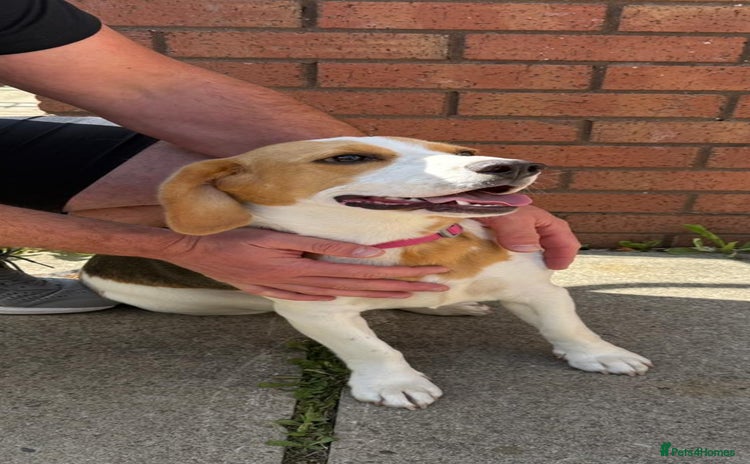 Beagle dogs - Advert 1