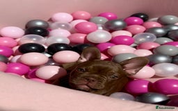 French Bulldog dogs for sale: Outstanding Isabella & Rojo French Bulldog puppies - Image 36