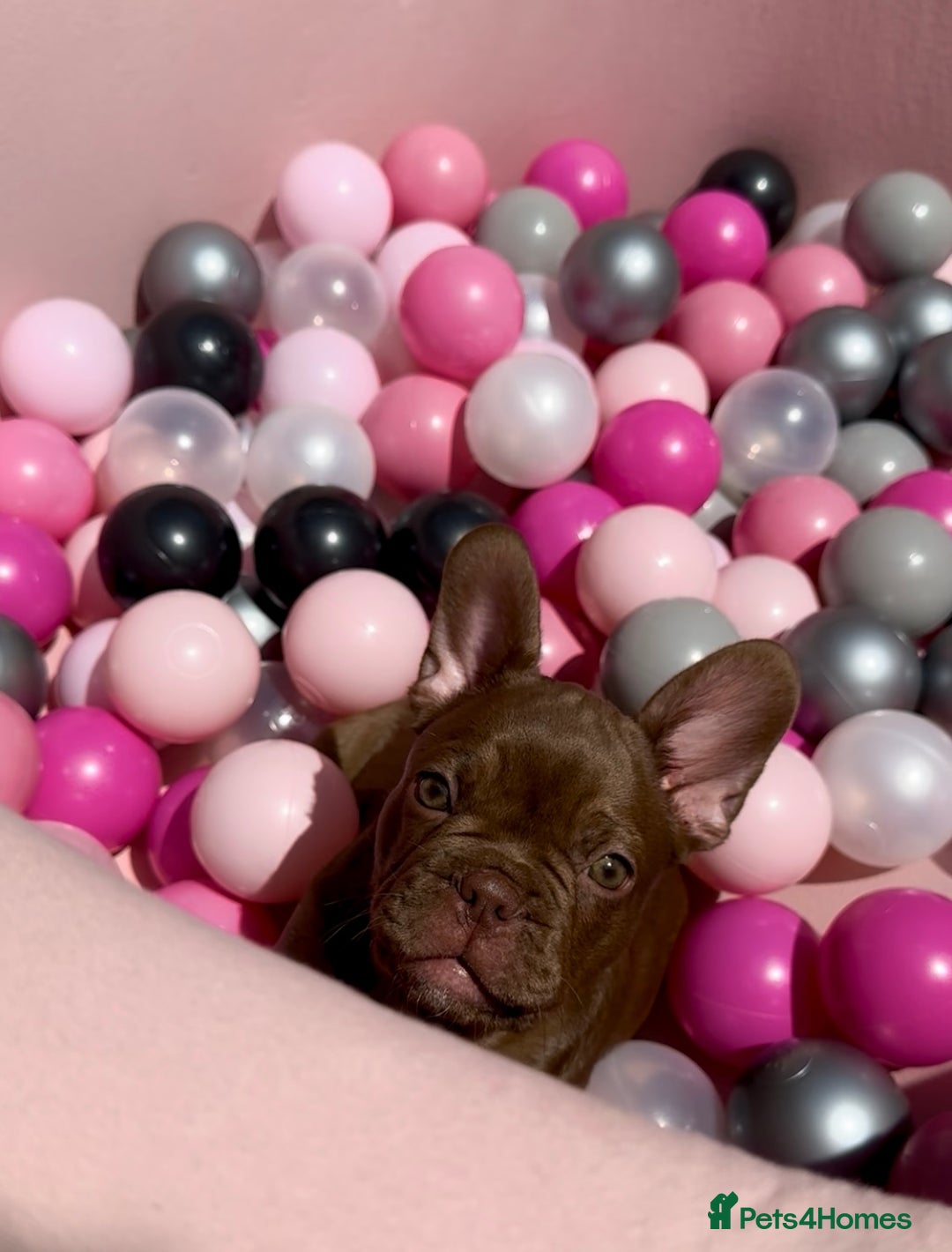 French Bulldog dogs for sale: Outstanding Isabella & Rojo French Bulldog puppies - Image 36