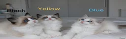 Ragdoll cats for sale: TICA Registered Ragdoll Kittens - Advert 4