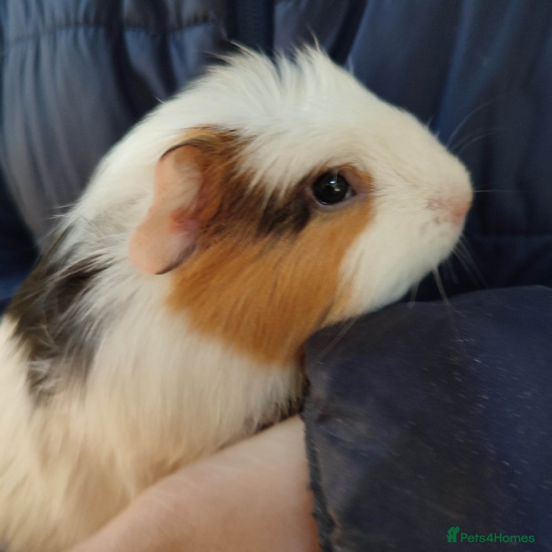 Guinea Pig rodents for sale: Guinea pigs for sale  - Advert 5