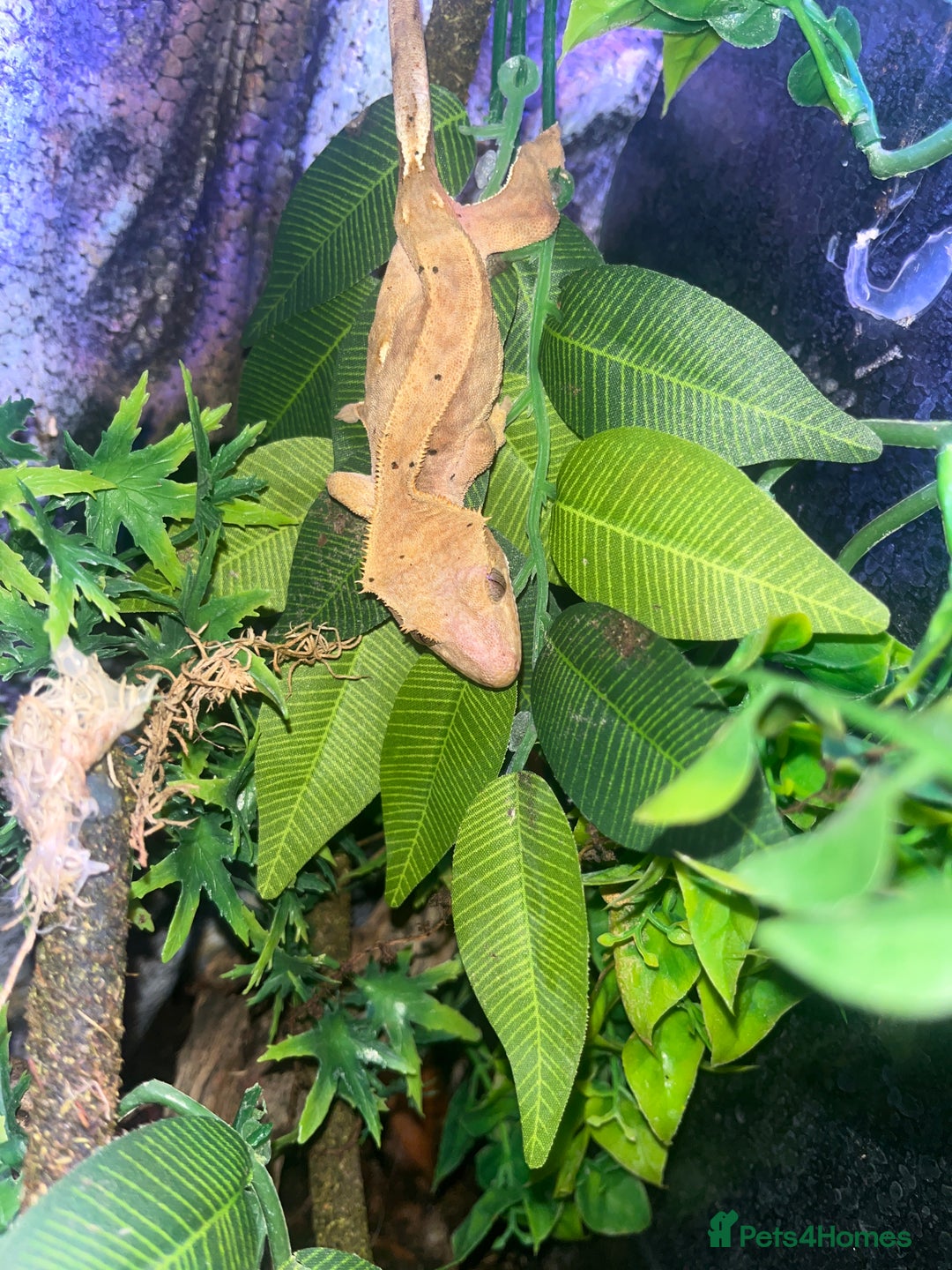 Gecko reptiles for sale: Orange Dalmation Crested gecko - Advert 10