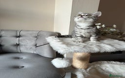 British Shorthair cats for sale: SILVER TABBIES - Registered & Full Pedigree - Image 35