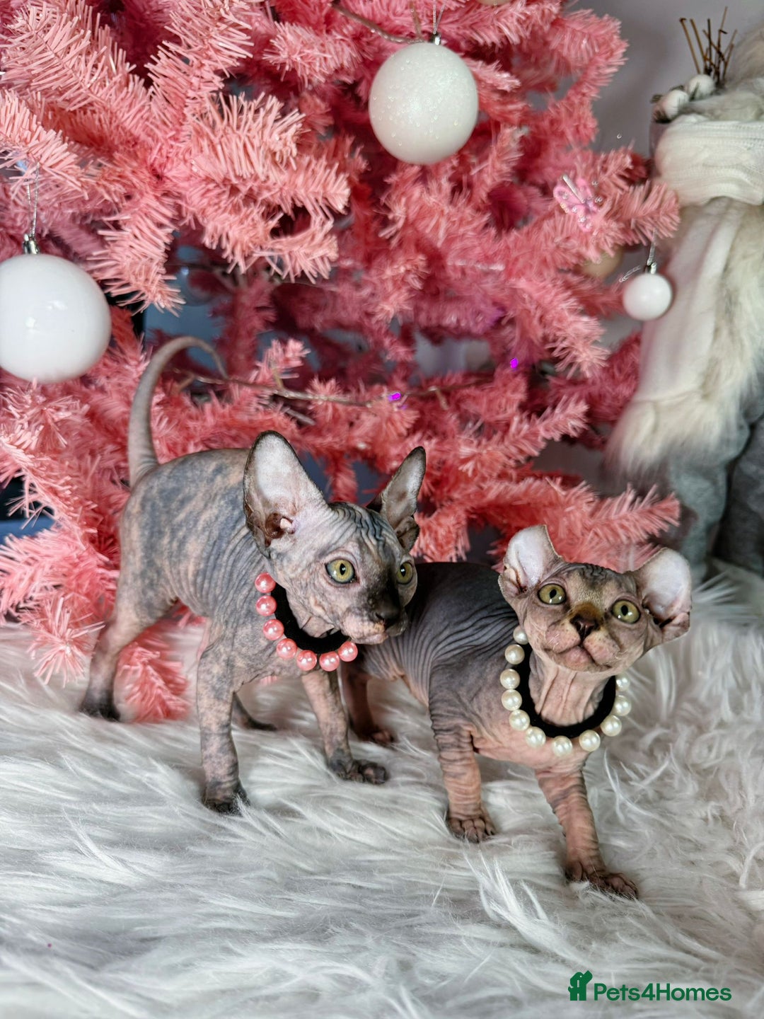 Sphynx cats for sale: 🌟 Stunning Sphynx & Elf Kittens  - Advert 12