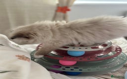 Ragdoll cats for sale: Beautiful pedigree kittens, show quality 💎❤️💎 - Image 12