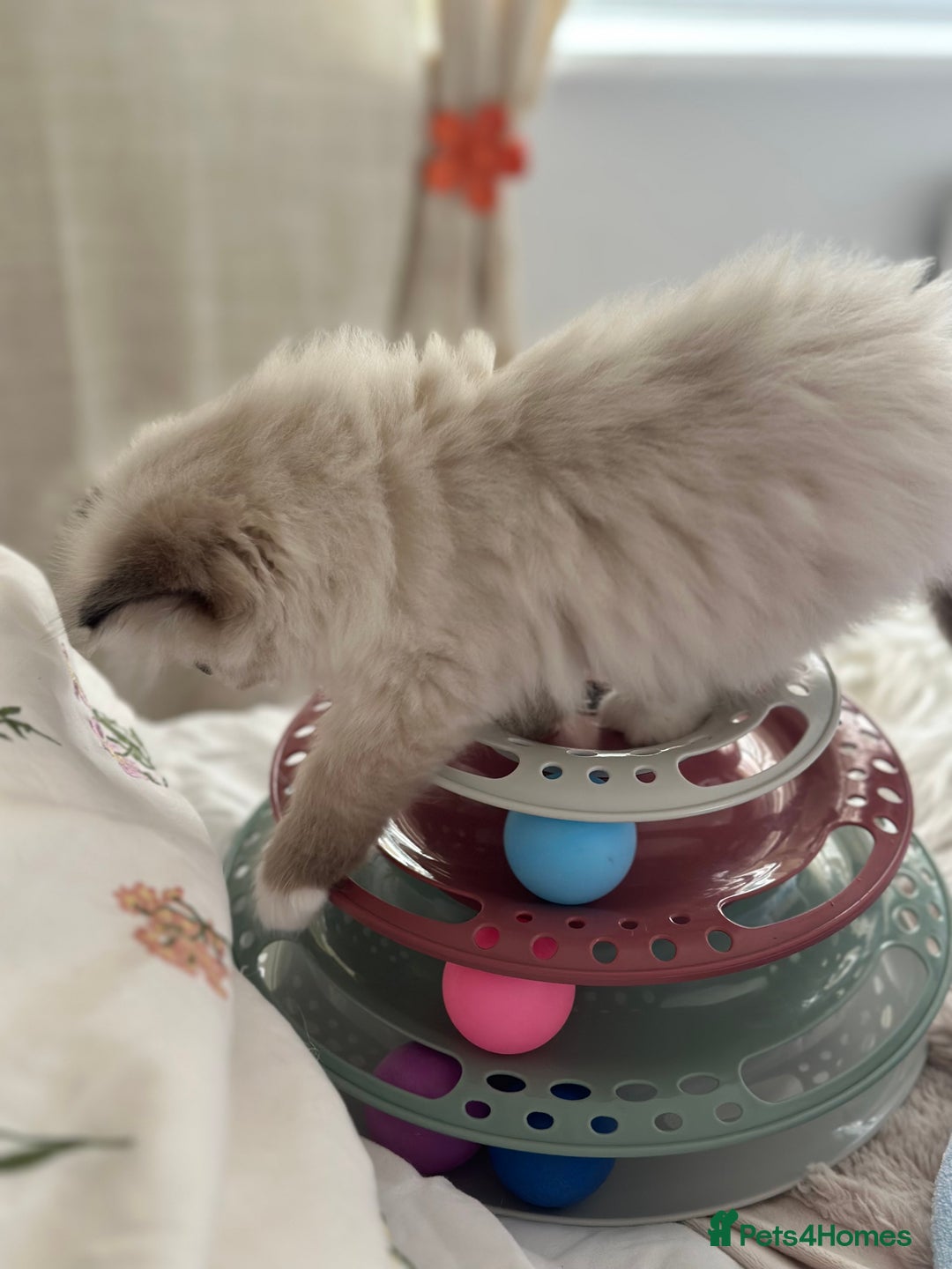 Ragdoll cats for sale: Beautiful pedigree kittens, show quality 💎❤️💎 - Image 12