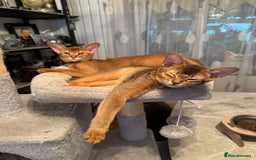 Abyssinian cats for sale: Abyssinian kittens looking for their new home - Image 12