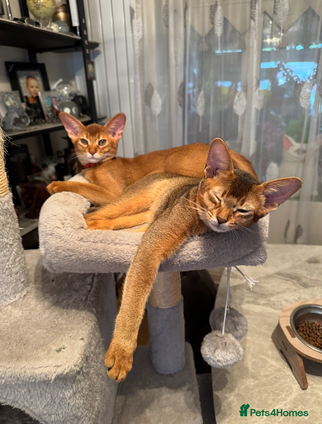 Abyssinian cats for sale: Abyssinian kittens looking for their new home - Image 12