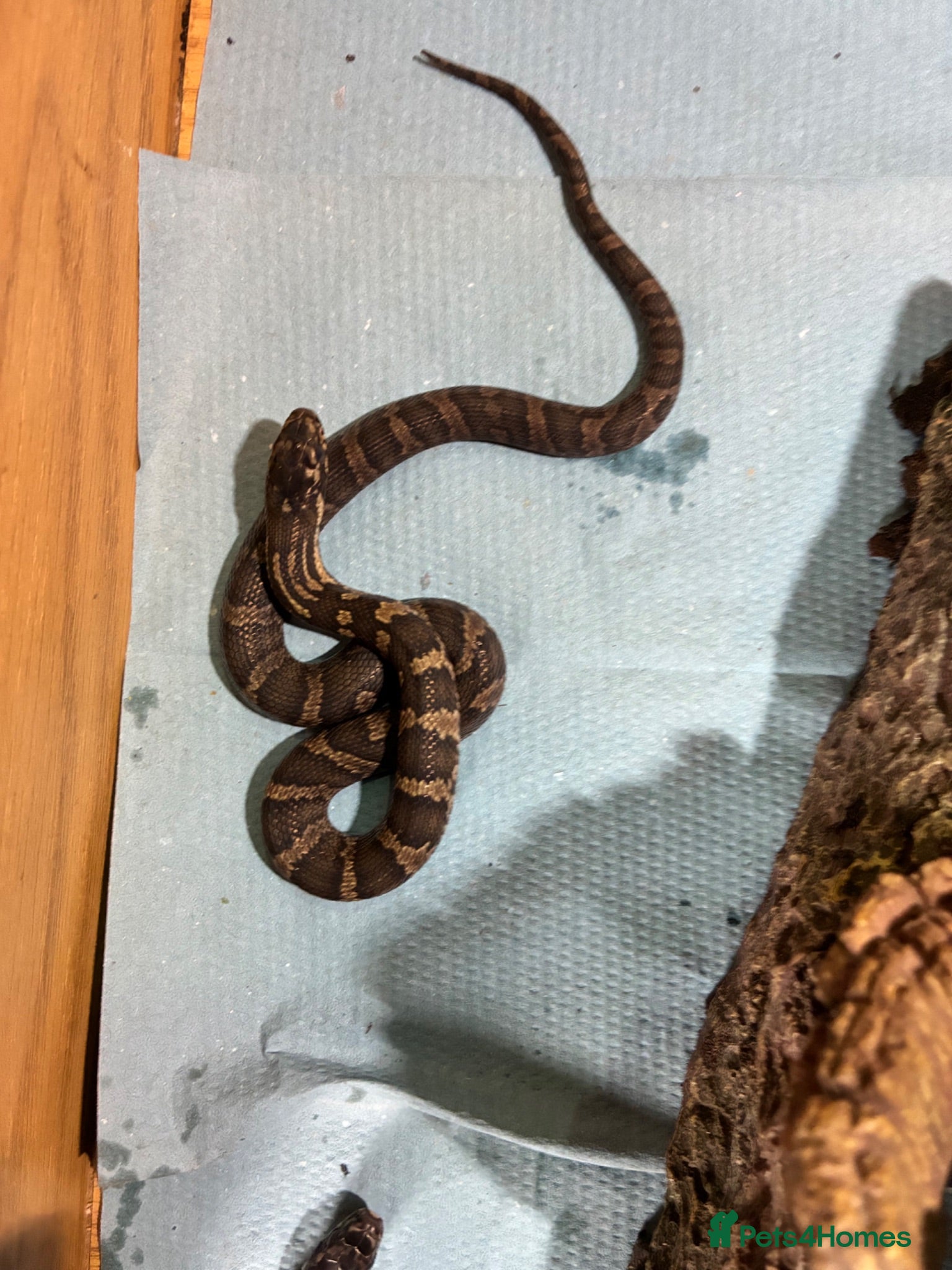 Rat Snake reptiles Russian Rat Snake Hatchlings  - Advert 12