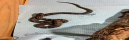 Rat Snake reptiles for sale: Russian Rat Snake Hatchlings  - Advert 1