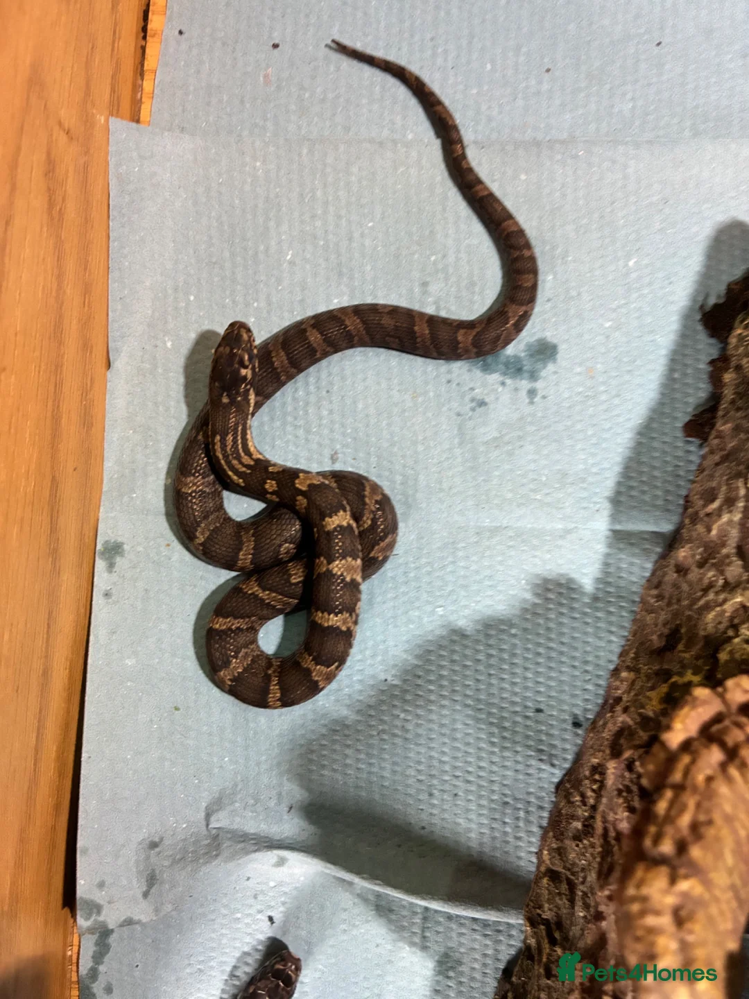 Rat Snake reptiles for sale: Russian Rat Snake Hatchlings  - Advert 1