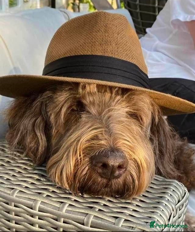 Labradoodle dogs QUALITY STANDARD MULITIGENERATIONAL DOUBLE DOODLES - Advert 1