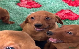 Labrador Retriever dogs for sale: Ready to leave, KC Labrador litter, boys & girls  - Image 1