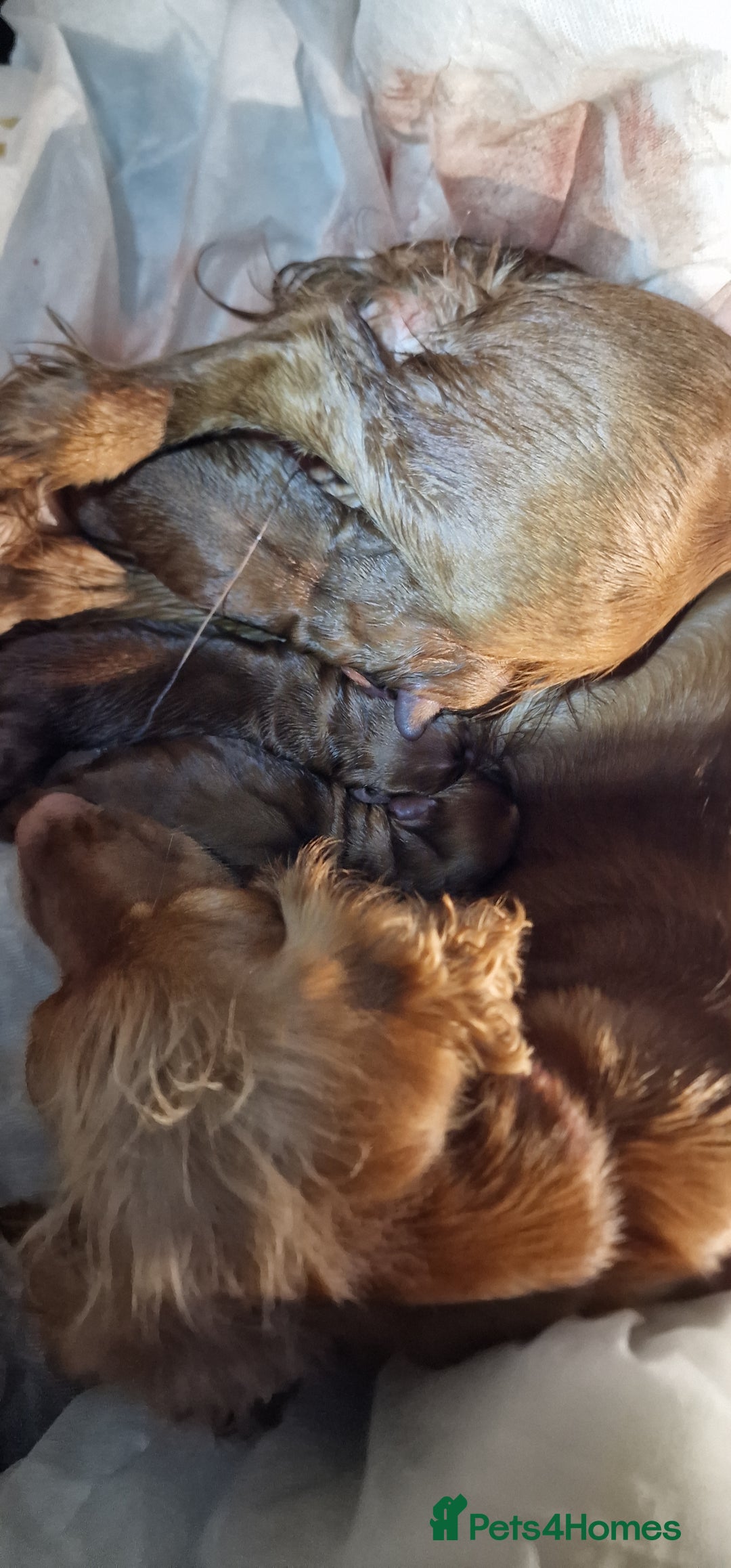 Cocker Spaniel dogs for sale: Cocker spaniel puppies - Image 2