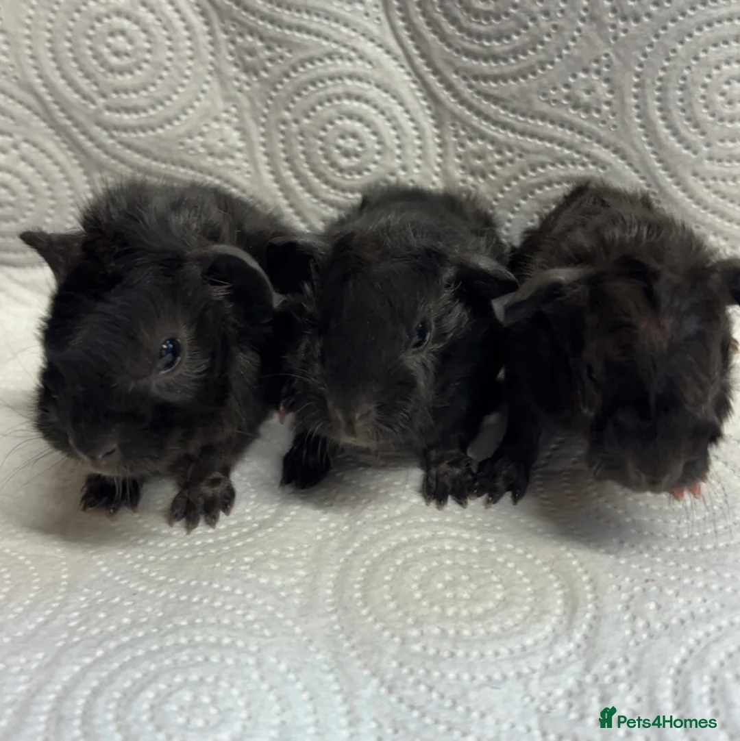 Guinea Pig rodents for sale: Beautiful babies BORN/ready 2 reserve  - Advert 14