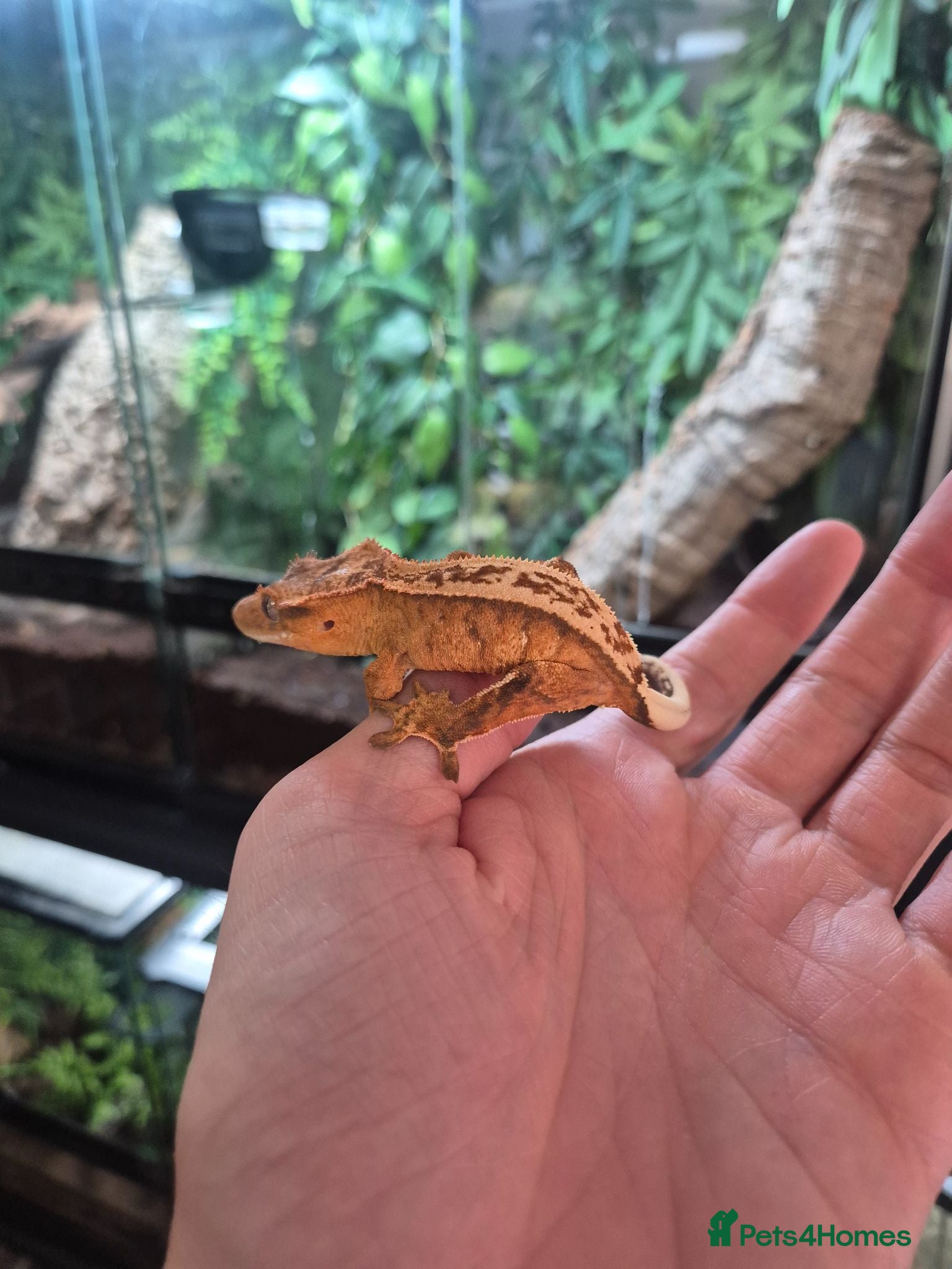 Gecko reptiles Crested geckos - Advert 2