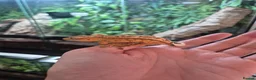 Gecko reptiles for sale: Crested geckos - Advert 2