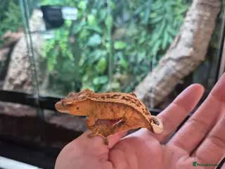 Gecko reptiles Crested geckos - Advert 2