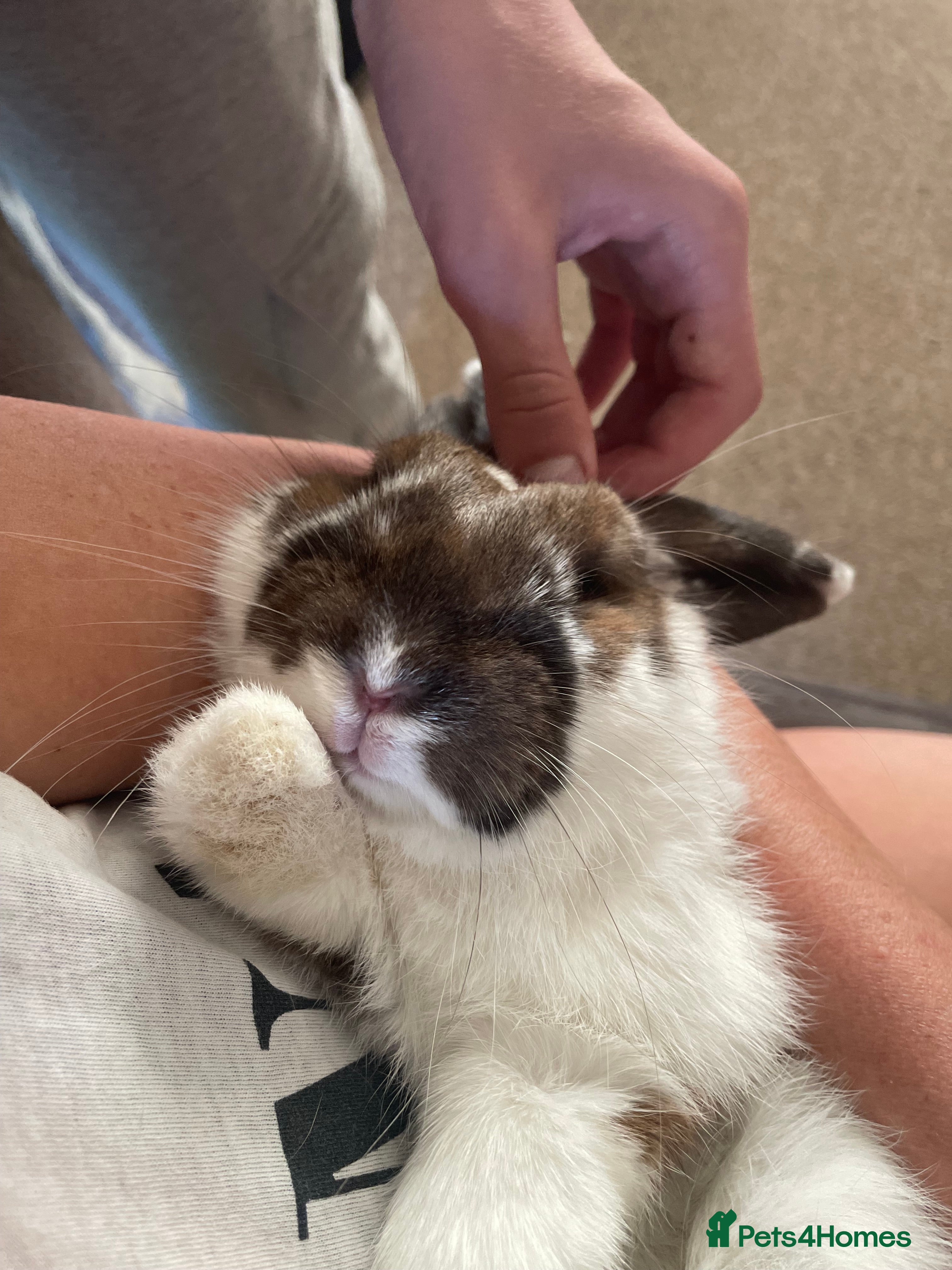 Dwarf Lop rabbits Sweet Natured House Rabbit for a New Home  - Advert 5