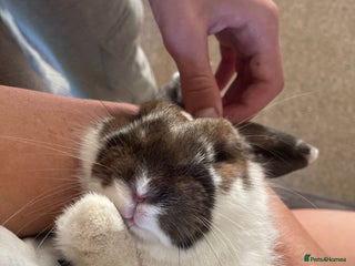 Dwarf Lop rabbits Sweet Natured House Rabbit for a New Home - Advert 1